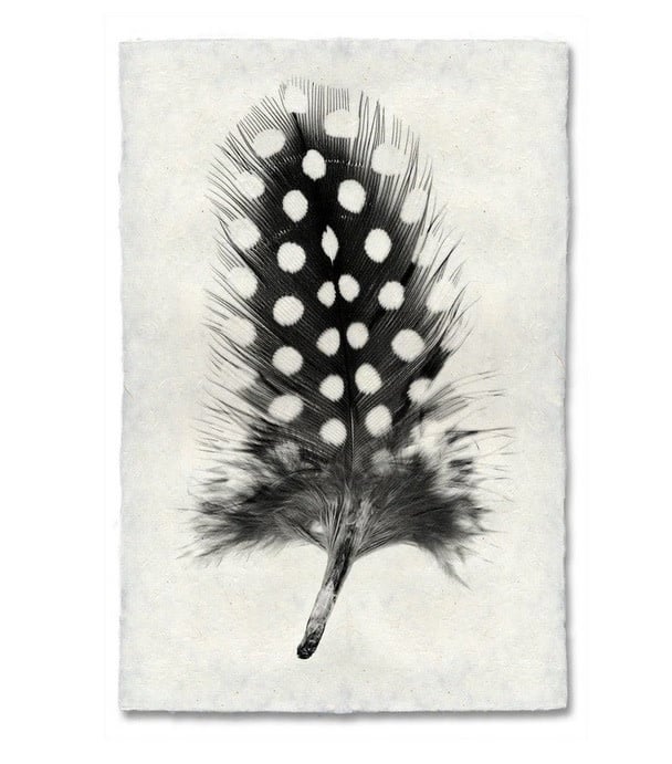 Feather Study #1 Print 9 x 14 (Guinea Fowl)