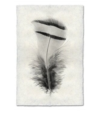 Feather Study #15 Print 9 x 14 (Chuck Partridge)