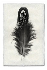 Feather Study #3 Print 9 x 14 (Mallard Duck)