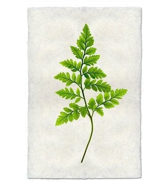 Fern #6 - 20 x 30 Print - Nepalese Handmade Paper