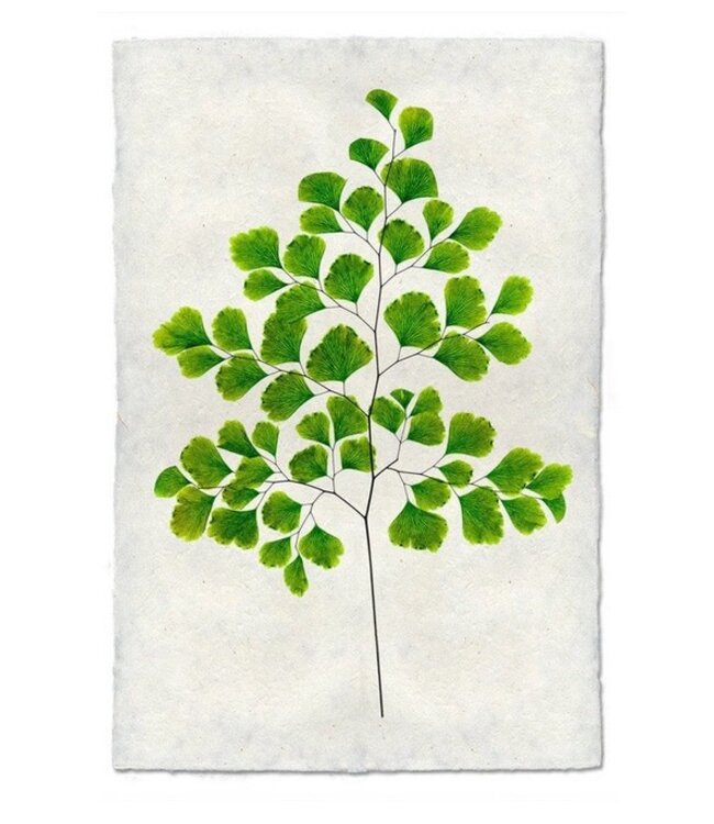 Fern #7 20 x 30 Print - Nepalese Handmade Paper
