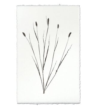 Canary Grass Form 20 x 30 Print - English Watercolor