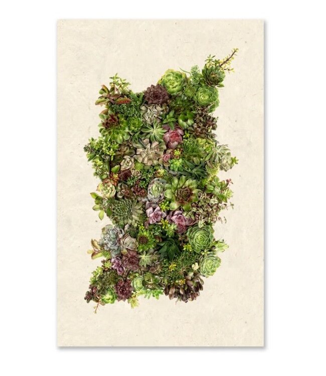 Collective Succulents Grand Format 40 x 60 - Sheet Rag Natuaral