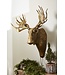 Accent Decor Eugene the Moose E + E Wall Mount