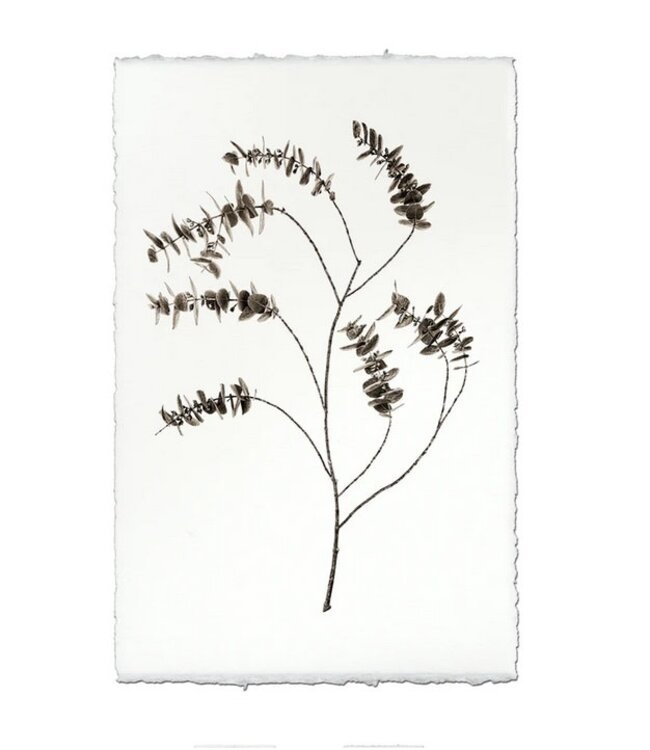 Eucalyptus #2 20 x 30 Print