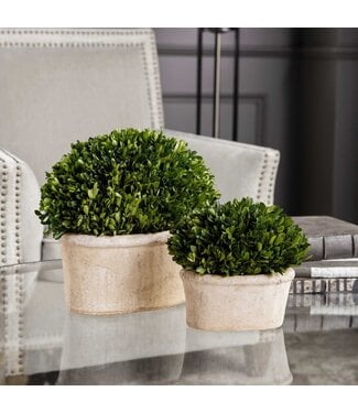 Uttermost Preserved Boxwood Oval Domes Set/2
