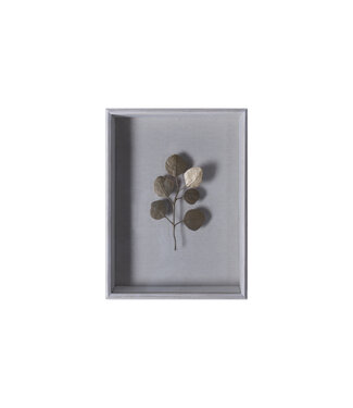 Eucalyptus Victoriensis Shadowbox Artwork