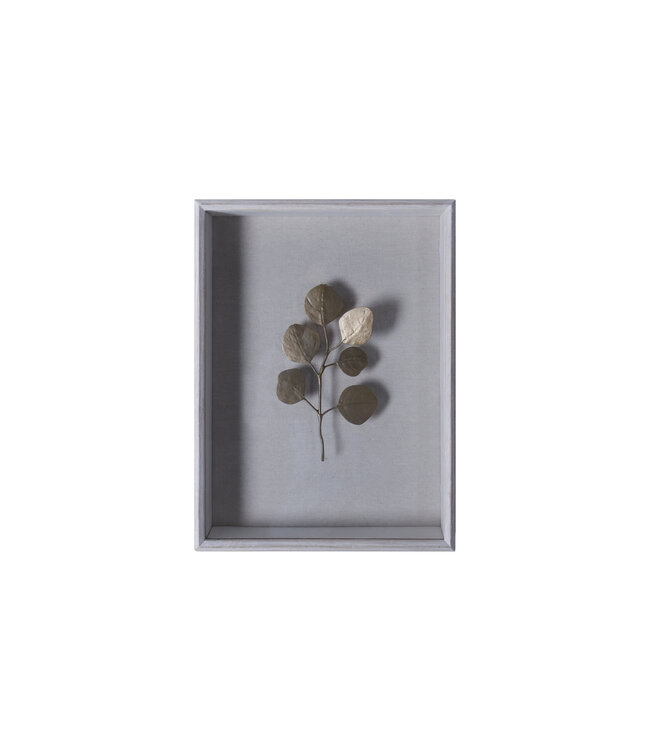 Eucalyptus Victoriensis Shadowbox Artwork