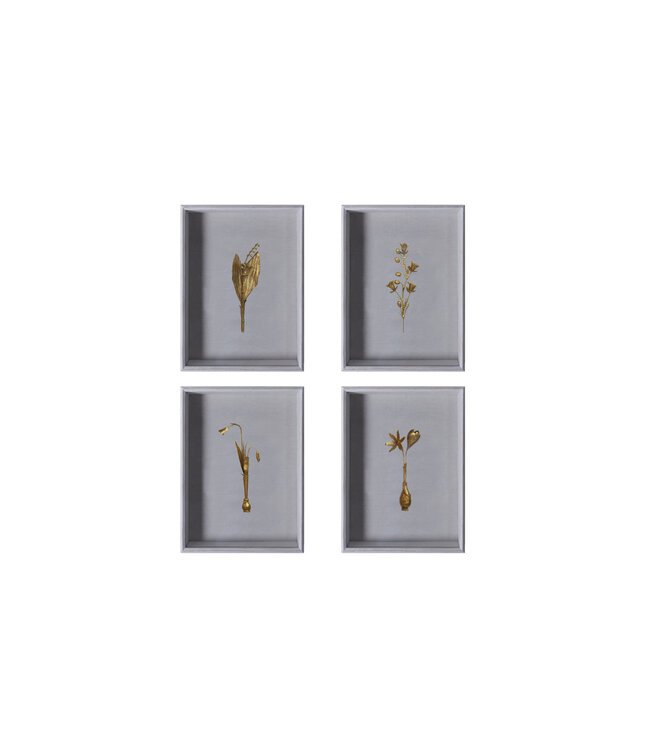 Framed Botanical Specimens Gold