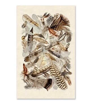 Collective Feathers (Color) Grand Format 40 x 60 - Sheet Rag Natural