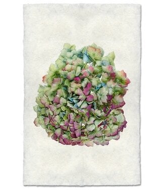 Hydrangea #4 Print 9 x 14 - Nepalese Handmade Paper