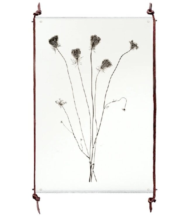 Burr Form 20 x 30 Print - English Watercolor