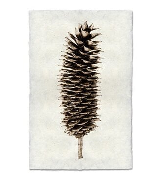 Sugar Pine Cone 20 x 30 Print - Nepalese Handmade Paper