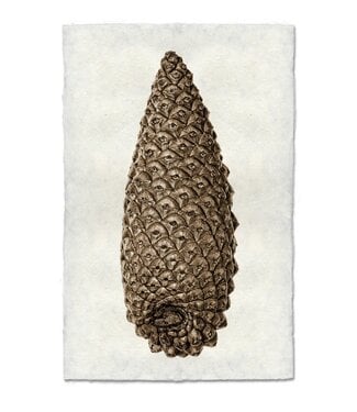 Knobcone Pine 20 x 30 Print - Nepalese Handmade Paper