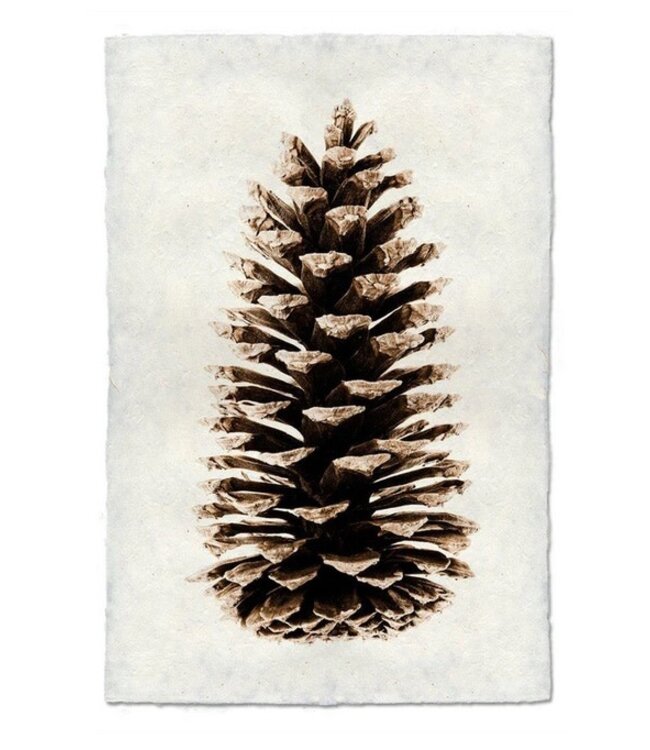 Loblolly Pine 20 x 30 Print - Nepalese Handmade Paper