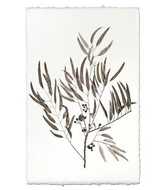 Eucalyptus #3 20 x 30 Print