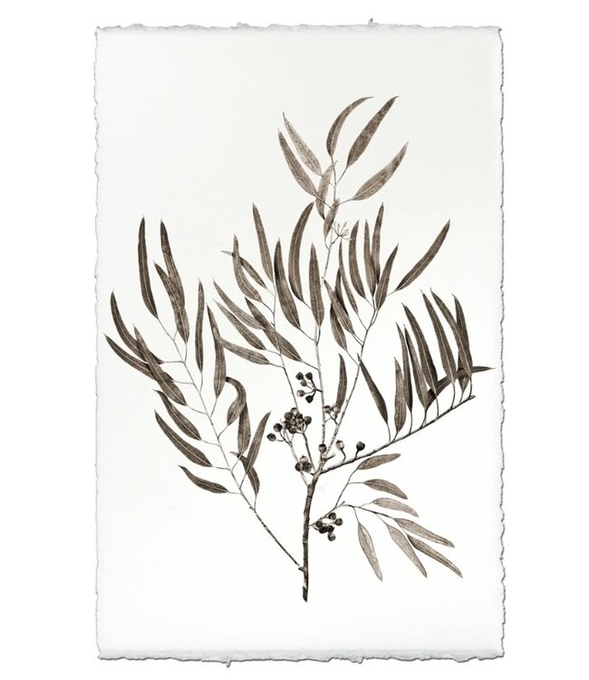 Eucalyptus #3 20 x 30 Print