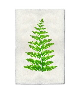 Fern #11 - 20 x 30 Print - Nepalese Handmade Paper