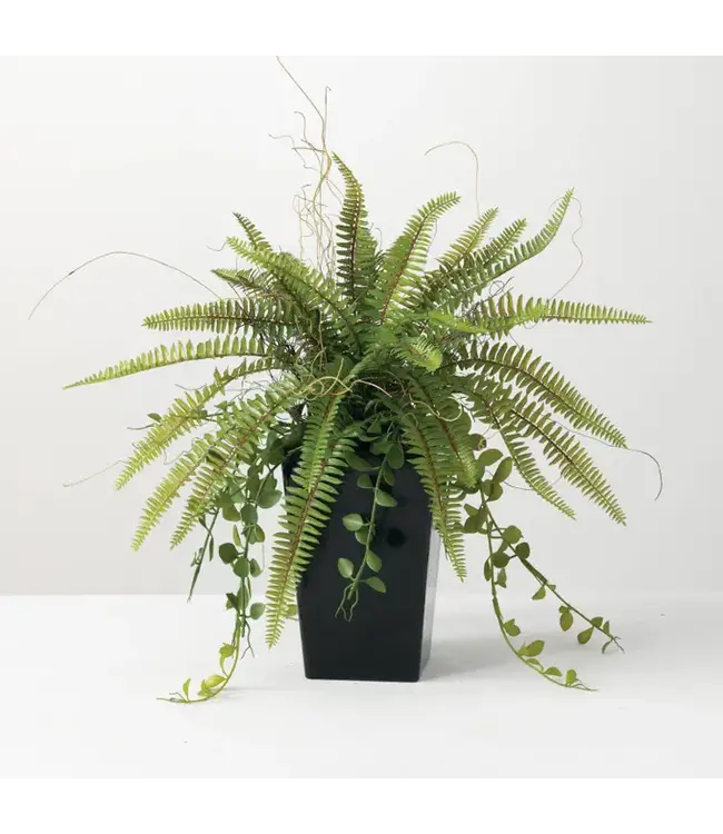 Potted Fern Arrangement