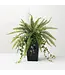 Potted Fern Arrangement