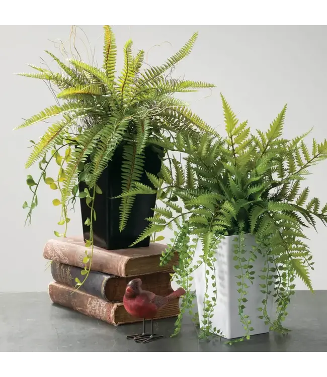 Potted Fern Arrangement