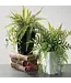 Potted Fern Arrangement