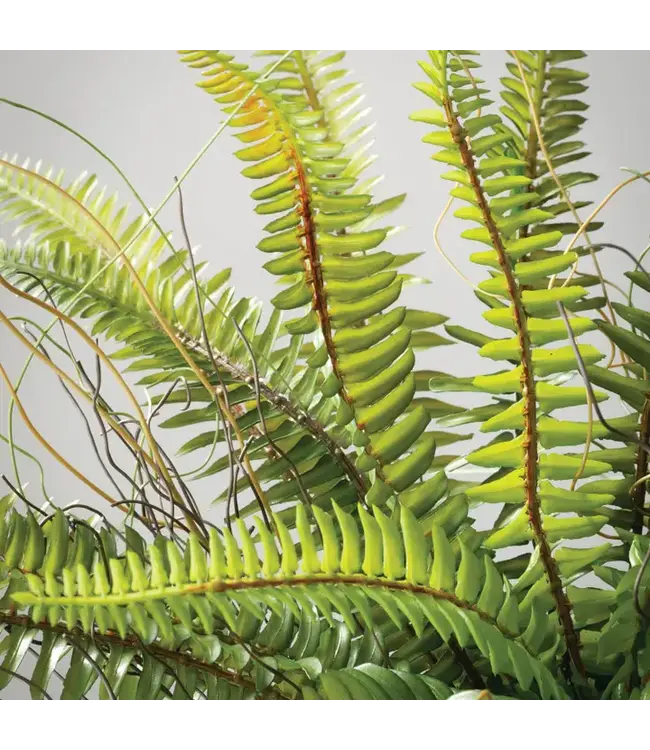 Potted Fern Arrangement