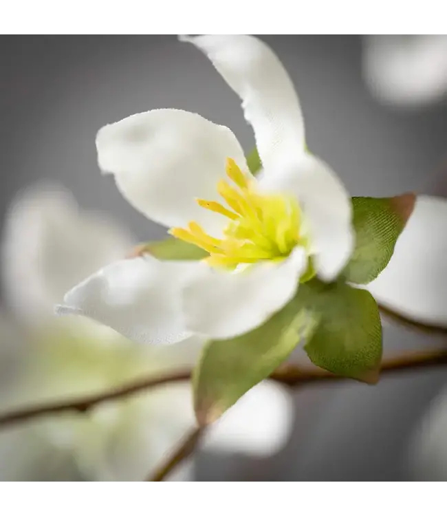 Freshcut White Peach Blossom