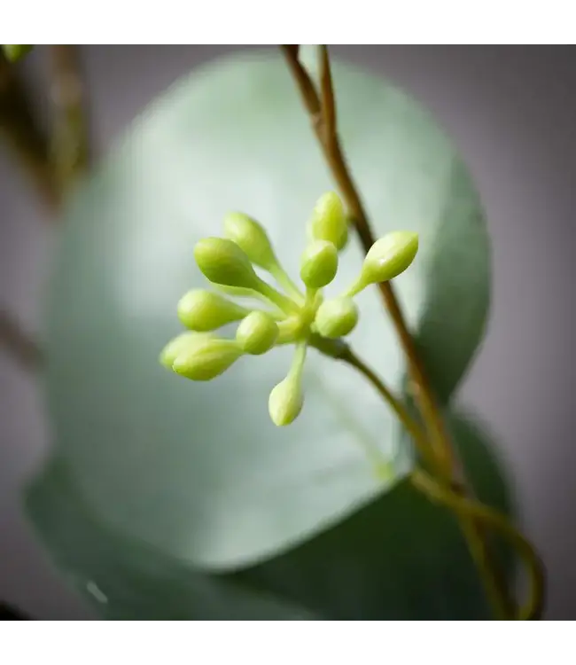 Silver Dollar Eucalyptus Spray