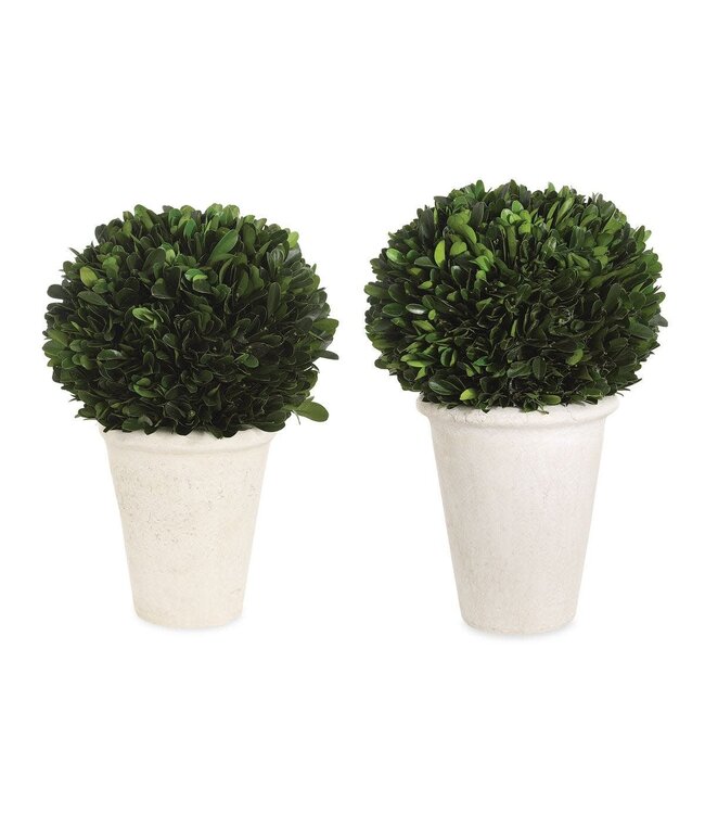 Uttermost Preserved Boxwood Dome