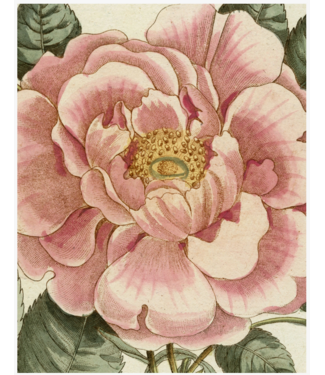 John Derian Picture Book Ii