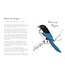 A Dumb Birds Field Guide to the Worst Birds Ever