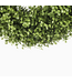 Boxwood Wreath Everlux 19inch