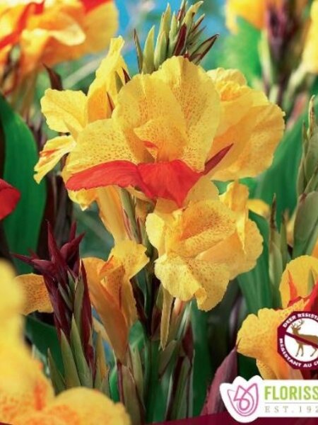 Canna Variegated Leaf Cleopatra