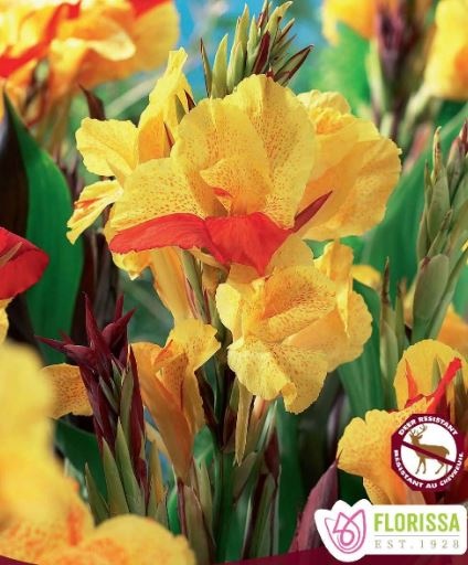 Canna Variegated Leaf Cleopatra