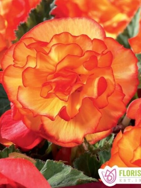 Florissa Begonia Novelty Picotee