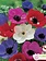 Florissa Anemone De Caen Mix Bulbs