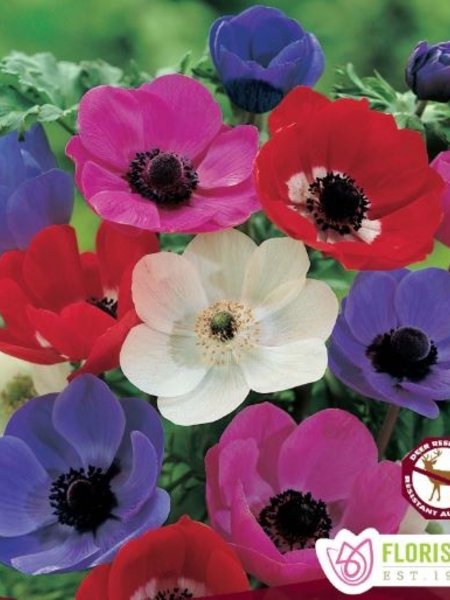 Florissa Anemone De Caen Mix Bulbs