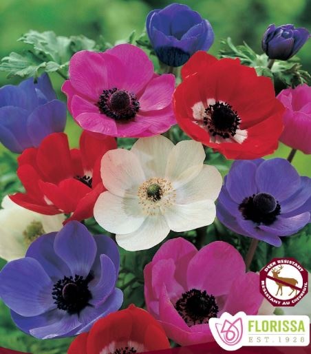 Florissa Anemone De Caen Mix Bulbs