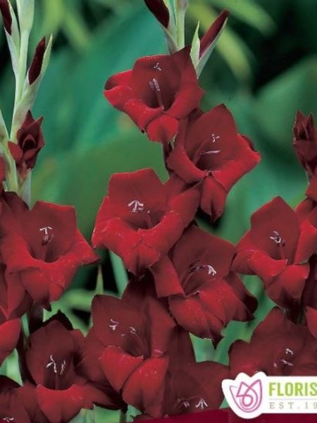 Florissa Gladiolus Espresso Bulbs