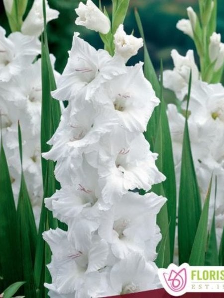 Florissa Gladiolus Oscilla Bulbs