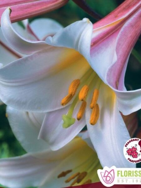 Florissa Lily Trumpet Regale Bulbs