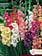 Florissa Gladiolus Rainbow Mix Bulbs