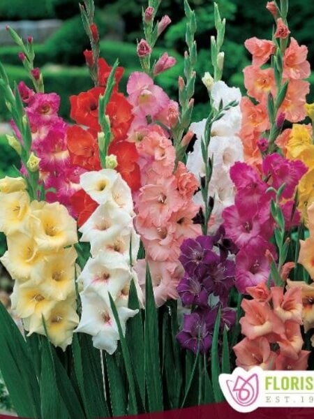 Florissa Gladiolus Rainbow Mix Bulbs