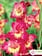 Florissa Gladiolus Far West Bulbs