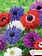 Florissa Anemone St Brigid Mix