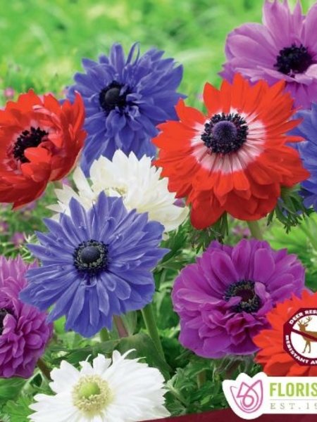 Florissa Anemone St Brigid Mix