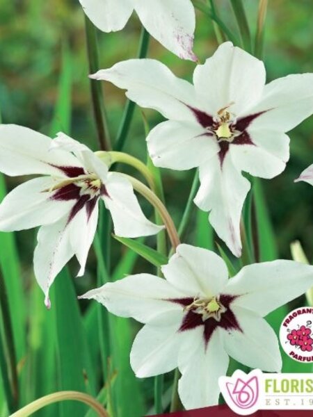 Florissa Acidanthera Bicolor Murilea Bulbs