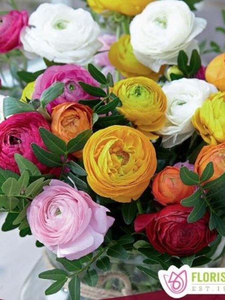 Florissa Ranuncules Mixed Bulbs