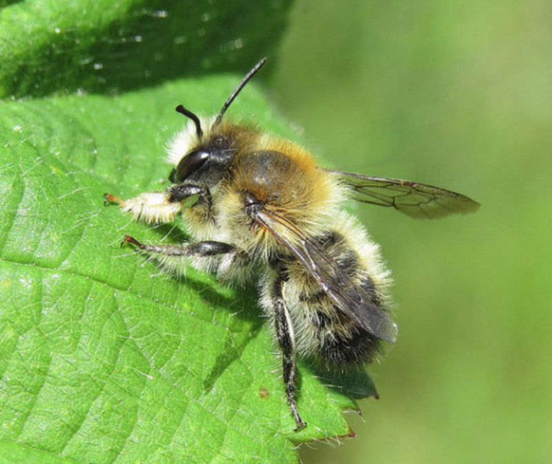 Leafcutter Bees